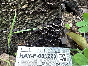  ( - HAY-F-001223)  @11 [ ] by-nc (2023) Aaron Tupac Fungal Diversity Survey