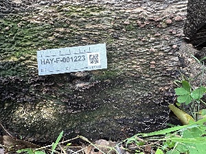  ( - HAY-F-001223)  @11 [ ] by-nc (2023) Aaron Tupac Fungal Diversity Survey