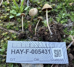  ( - HAY-F-005431)  @11 [ ] by-nc (2023) Damon Tighe Fungal Diversity Survey