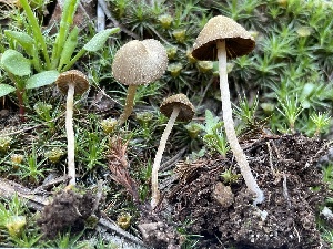  ( - HAY-F-005431)  @11 [ ] by-nc (2023) Damon Tighe Fungal Diversity Survey