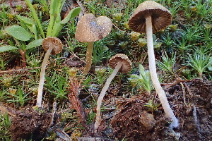  ( - HAY-F-005431)  @11 [ ] by-nc (2023) Damon Tighe Fungal Diversity Survey