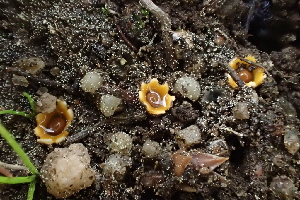  ( - HAY-F-005440)  @11 [ ] by-nc (2023) Damon Tighe Fungal Diversity Survey