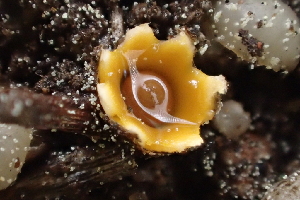  ( - HAY-F-005440)  @11 [ ] by-nc (2023) Damon Tighe Fungal Diversity Survey