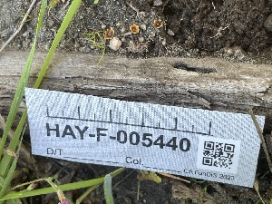  ( - HAY-F-005440)  @11 [ ] by-nc (2023) Damon Tighe Fungal Diversity Survey