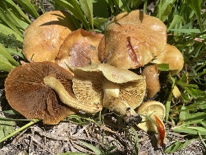  ( - HAY-F-005441)  @11 [ ] by-nc (2023) Damon Tighe Fungal Diversity Survey