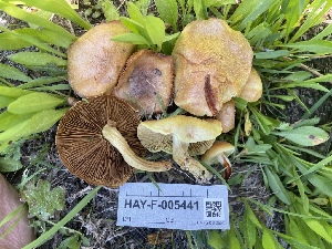 ( - HAY-F-005441)  @11 [ ] by-nc (2023) Damon Tighe Fungal Diversity Survey