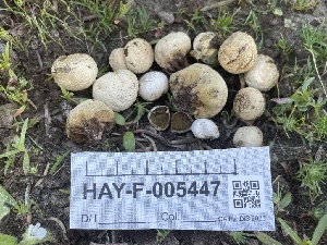  (Lycoperdon sp. dermoxanthum-CA01 - HAY-F-005447)  @11 [ ] by-nc (2023) Damon Tighe Fungal Diversity Survey