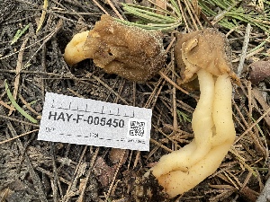  ( - HAY-F-005450)  @11 [ ] by-nc (2023) Damon Tighe Fungal Diversity Survey