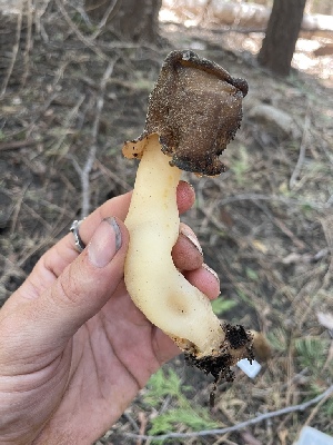  ( - HAY-F-005450)  @11 [ ] by-nc (2023) Damon Tighe Fungal Diversity Survey