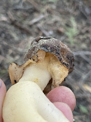  ( - HAY-F-005450)  @11 [ ] by-nc (2023) Damon Tighe Fungal Diversity Survey