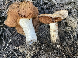  (Cortinarius eldoradoensis - HAY-F-005451)  @11 [ ] by-nc (2023) Damon Tighe Fungal Diversity Survey