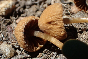  ( - HAY-F-005455)  @11 [ ] by-nc (2023) Damon Tighe Fungal Diversity Survey