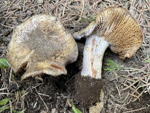  ( - HAY-F-005458)  @11 [ ] by-nc (2023) Damon Tighe Fungal Diversity Survey