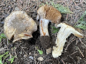  (Cortinarius subolivascens - HAY-F-005458)  @11 [ ] by-nc (2023) Damon Tighe Fungal Diversity Survey