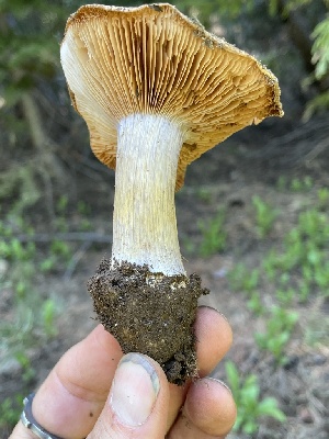  ( - HAY-F-005458)  @11 [ ] by-nc (2023) Damon Tighe Fungal Diversity Survey