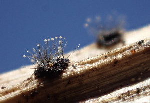  ( - HAY-F-005459)  @11 [ ] by-nc (2023) Damon Tighe Fungal Diversity Survey