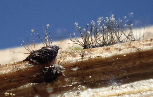  ( - HAY-F-005459)  @11 [ ] by-nc (2023) Damon Tighe Fungal Diversity Survey