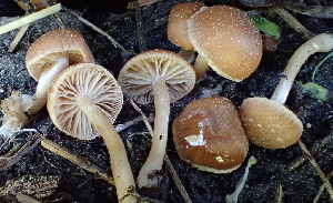  (Tubaria sp. AZ01 - HAY-F-005460)  @11 [ ] by-nc (2023) Damon Tighe Fungal Diversity Survey