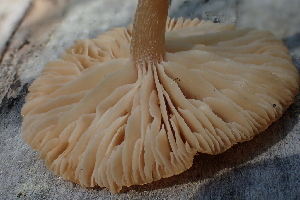  ( - HAY-F-005460)  @11 [ ] by-nc (2023) Damon Tighe Fungal Diversity Survey