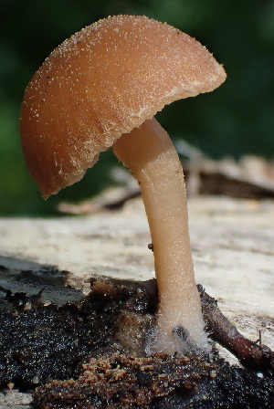  ( - HAY-F-005460)  @11 [ ] by-nc (2023) Damon Tighe Fungal Diversity Survey