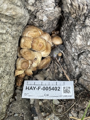  ( - HAY-F-005402)  @11 [ ] by-nc (2023) Damon Tighe Fungal Diversity Survey