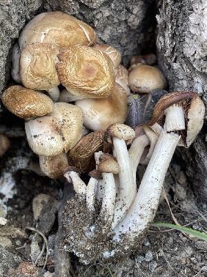  ( - HAY-F-005402)  @11 [ ] by-nc (2023) Damon Tighe Fungal Diversity Survey