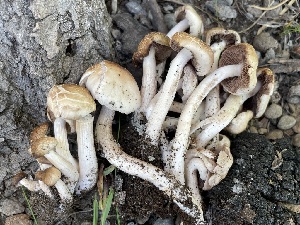  ( - HAY-F-005402)  @11 [ ] by-nc (2023) Damon Tighe Fungal Diversity Survey