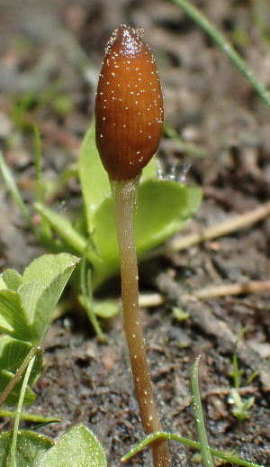  ( - HAY-F-005410)  @11 [ ] by-nc (2023) Damon Tighe Fungal Diversity Survey