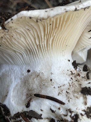  ( - HAY-F-005407)  @11 [ ] by-nc (2023) Damon Tighe Fungal Diversity Survey