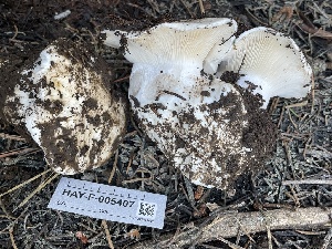  ( - HAY-F-005407)  @11 [ ] by-nc (2023) Damon Tighe Fungal Diversity Survey