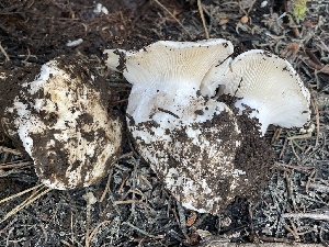  ( - HAY-F-005407)  @11 [ ] by-nc (2023) Damon Tighe Fungal Diversity Survey