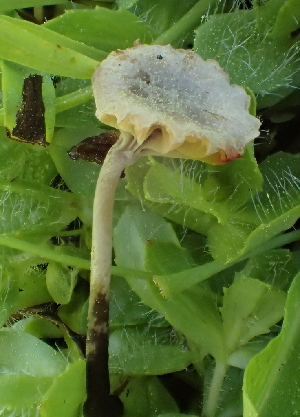  ( - HAY-F-005414)  @11 [ ] by-nc (2023) Damon Tighe Fungal Diversity Survey