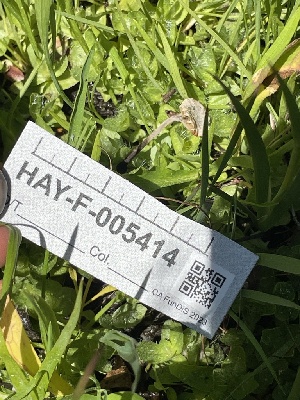  ( - HAY-F-005414)  @11 [ ] by-nc (2023) Damon Tighe Fungal Diversity Survey
