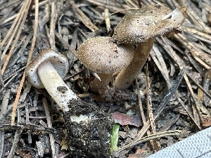  ( - HAY-F-005416)  @11 [ ] by-nc (2023) Damon Tighe Fungal Diversity Survey