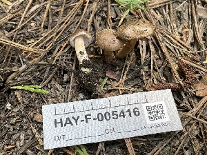  ( - HAY-F-005416)  @11 [ ] by-nc (2023) Damon Tighe Fungal Diversity Survey
