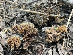  ( - HAY-F-005411)  @11 [ ] by-nc (2023) Damon Tighe Fungal Diversity Survey