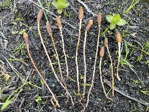  ( - HAY-F-005410)  @11 [ ] by-nc (2023) Damon Tighe Fungal Diversity Survey