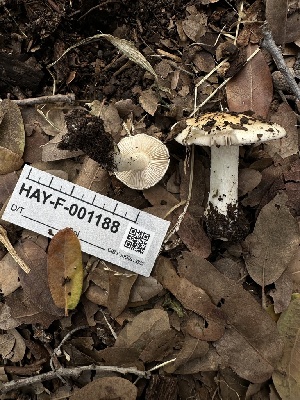  ( - HAY-F-001188)  @11 [ ] by-nc (2023) Aaron Tupac Fungal Diversity Survey
