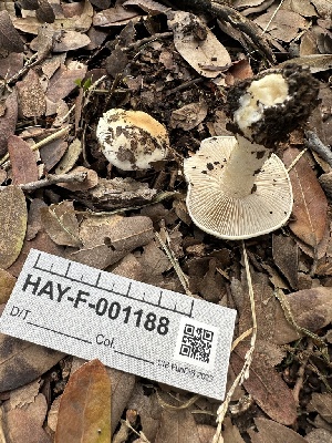  ( - HAY-F-001188)  @11 [ ] by-nc (2023) Aaron Tupac Fungal Diversity Survey