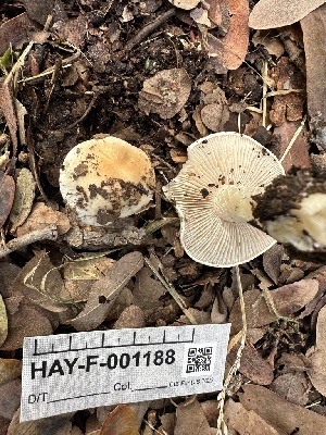  ( - HAY-F-001188)  @11 [ ] by-nc (2023) Aaron Tupac Fungal Diversity Survey