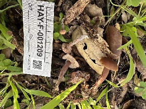  (Gymnopus sp. CA03 - HAY-F-001209)  @11 [ ] by-nc (2023) Aaron Tupac Fungal Diversity Survey