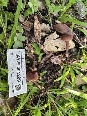  ( - HAY-F-001209)  @11 [ ] by-nc (2023) Aaron Tupac Fungal Diversity Survey