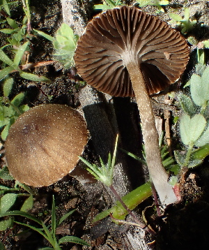  ( - HAY-F-007784)  @11 [ ] by-nc (2023) Damon Tighe Fungal Diversity Survey
