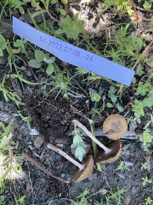  ( - HAY-F-007784)  @11 [ ] by-nc (2023) Damon Tighe Fungal Diversity Survey