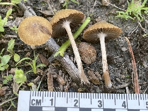  ( - HAY-F-007784)  @11 [ ] by-nc (2023) Damon Tighe Fungal Diversity Survey