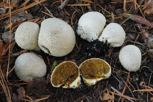  (Lycoperdon sp. CA02 - HAY-F-004905)  @11 [ ] by-nc (2023) Warren Cardimona Fungal Diversity Survey