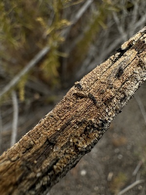  (Hyphodermella rosae - HAY-F-005592)  @11 [ ] c (2023) Rudy Diaz Fungal Diversity Survey