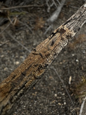  ( - HAY-F-005592)  @11 [ ] c (2023) Rudy Diaz Fungal Diversity Survey