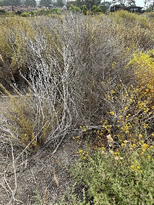 ( - HAY-F-005592)  @11 [ ] c (2023) Rudy Diaz Fungal Diversity Survey