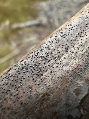  ( - HAY-F-005768)  @11 [ ] c (2023) Rudy Diaz Fungal Diversity Survey